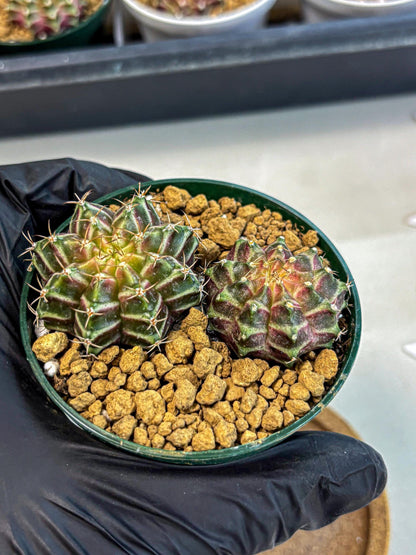 Gymnocalycium Neon (gy13) (y7) | Rare Cactus