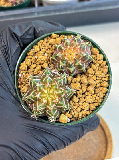 Gymnocalycium Neon (gy13) (y7) | Rare Cactus
