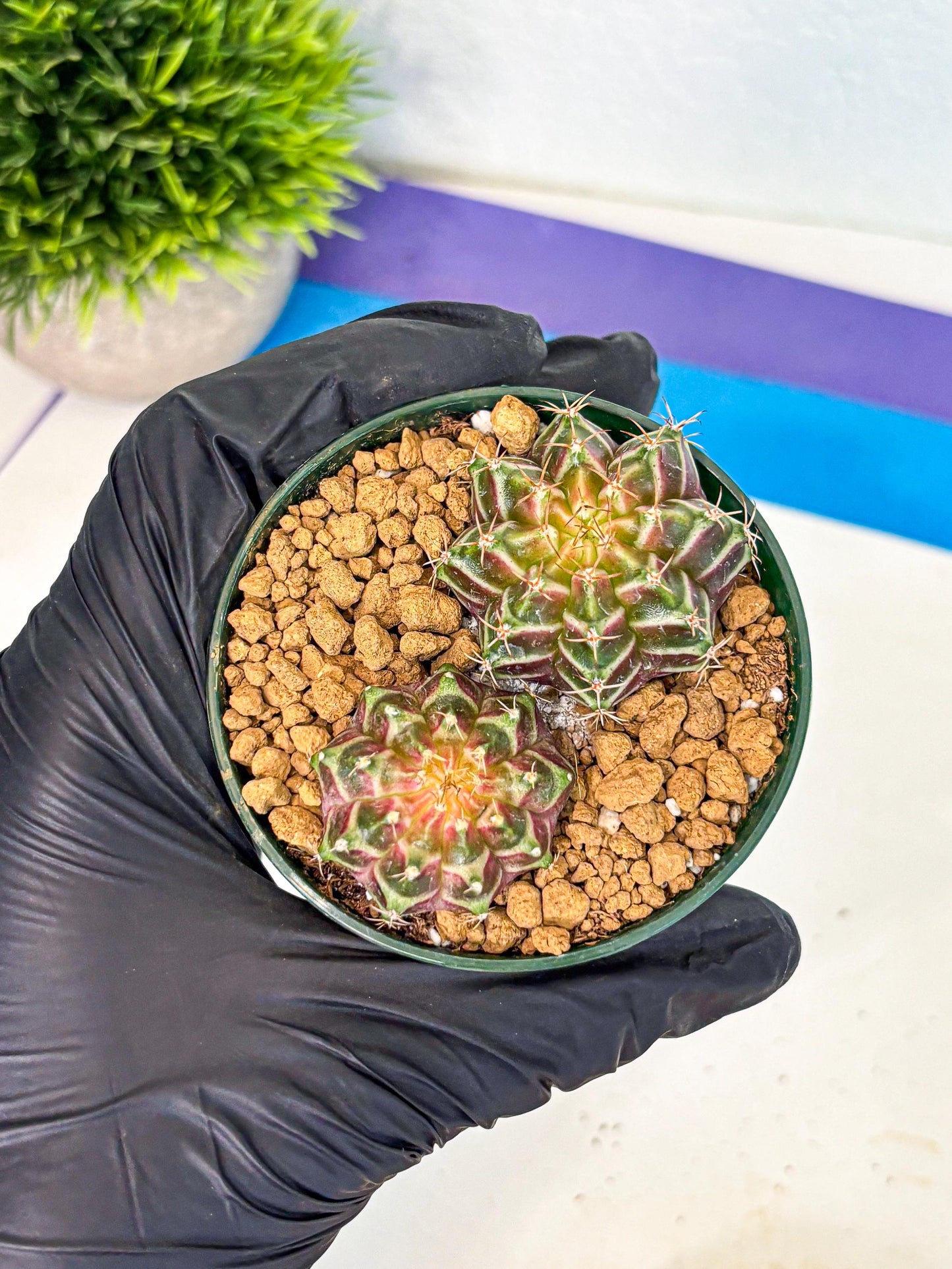 Gymnocalycium Neon (gy13) (y7) | Rare Cactus
