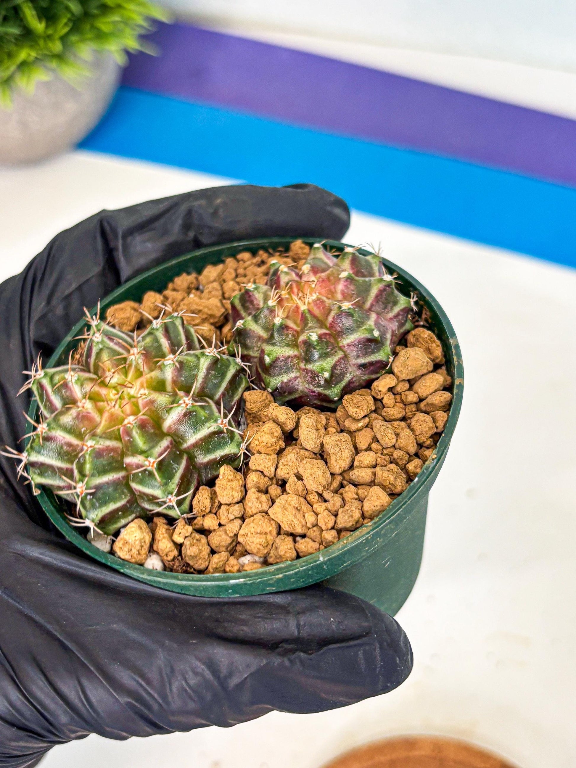 Gymnocalycium Neon (gy13) (y7) | Rare Cactus