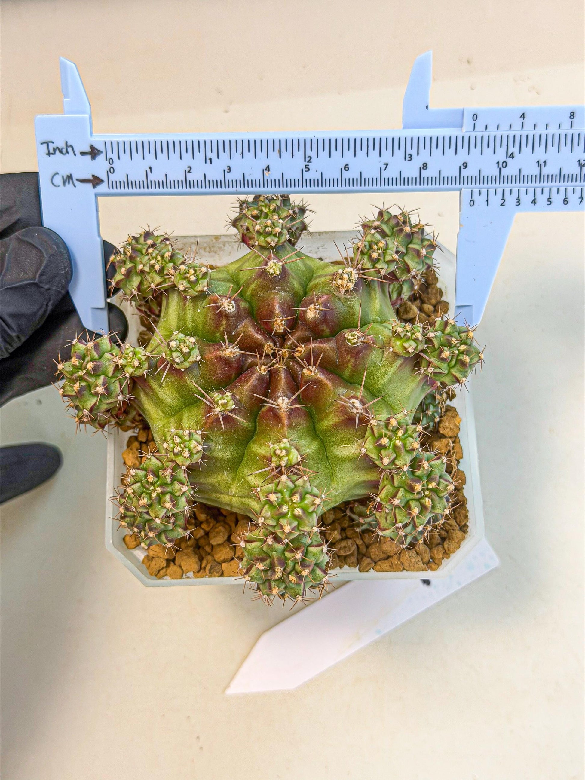 Gymnocalycium Sweet Green (#1) | Variegated cactus