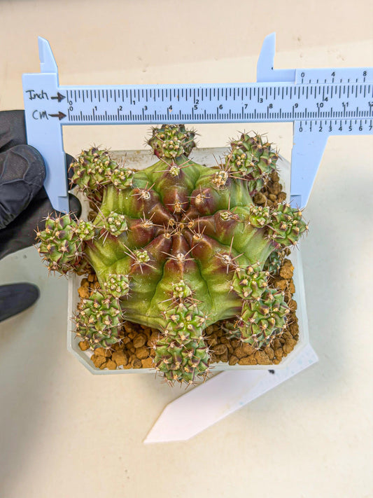 Gymnocalycium Sweet Green (#1) | Variegated cactus
