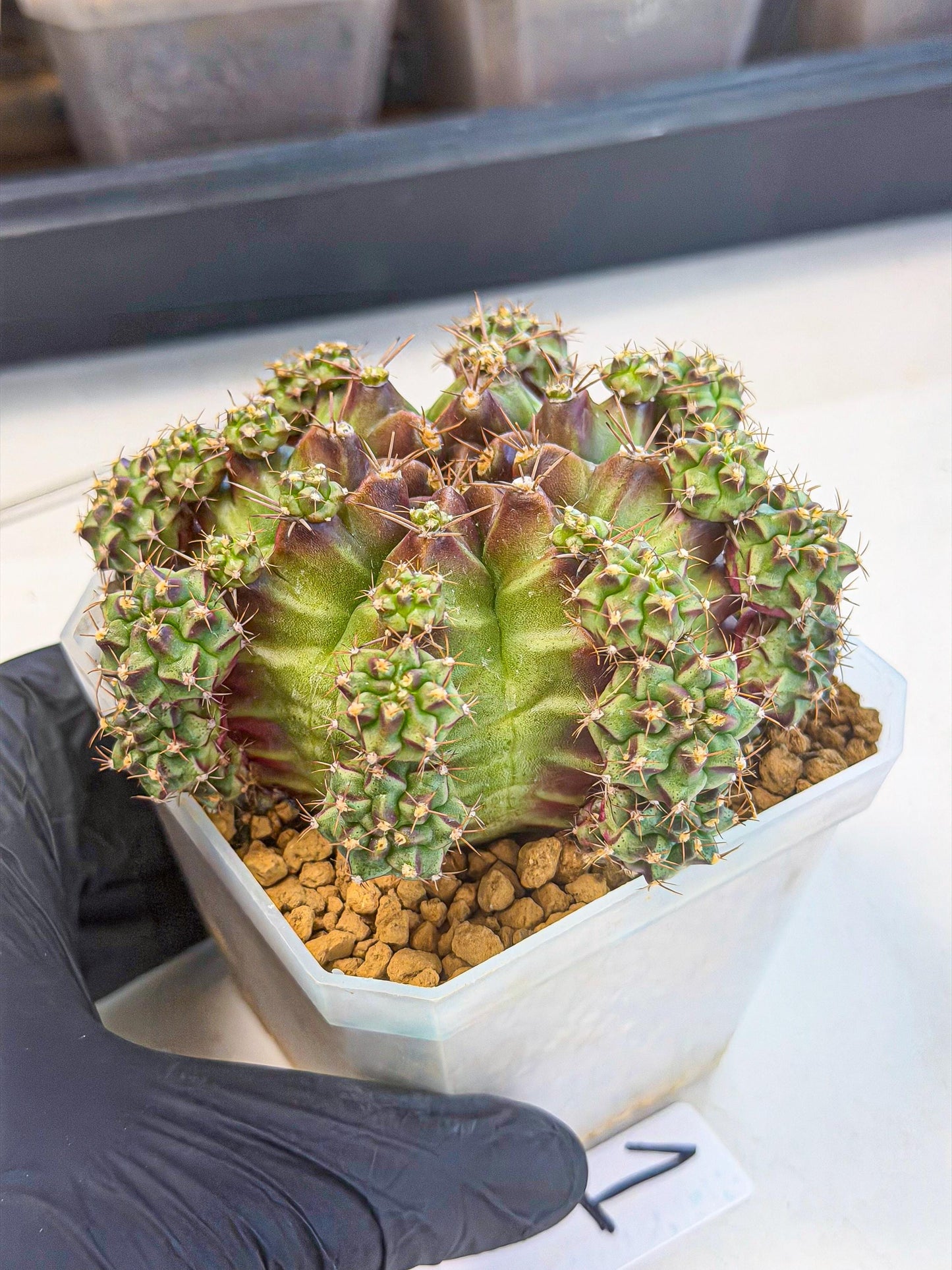 Gymnocalycium Sweet Green (#1) | Variegated cactus