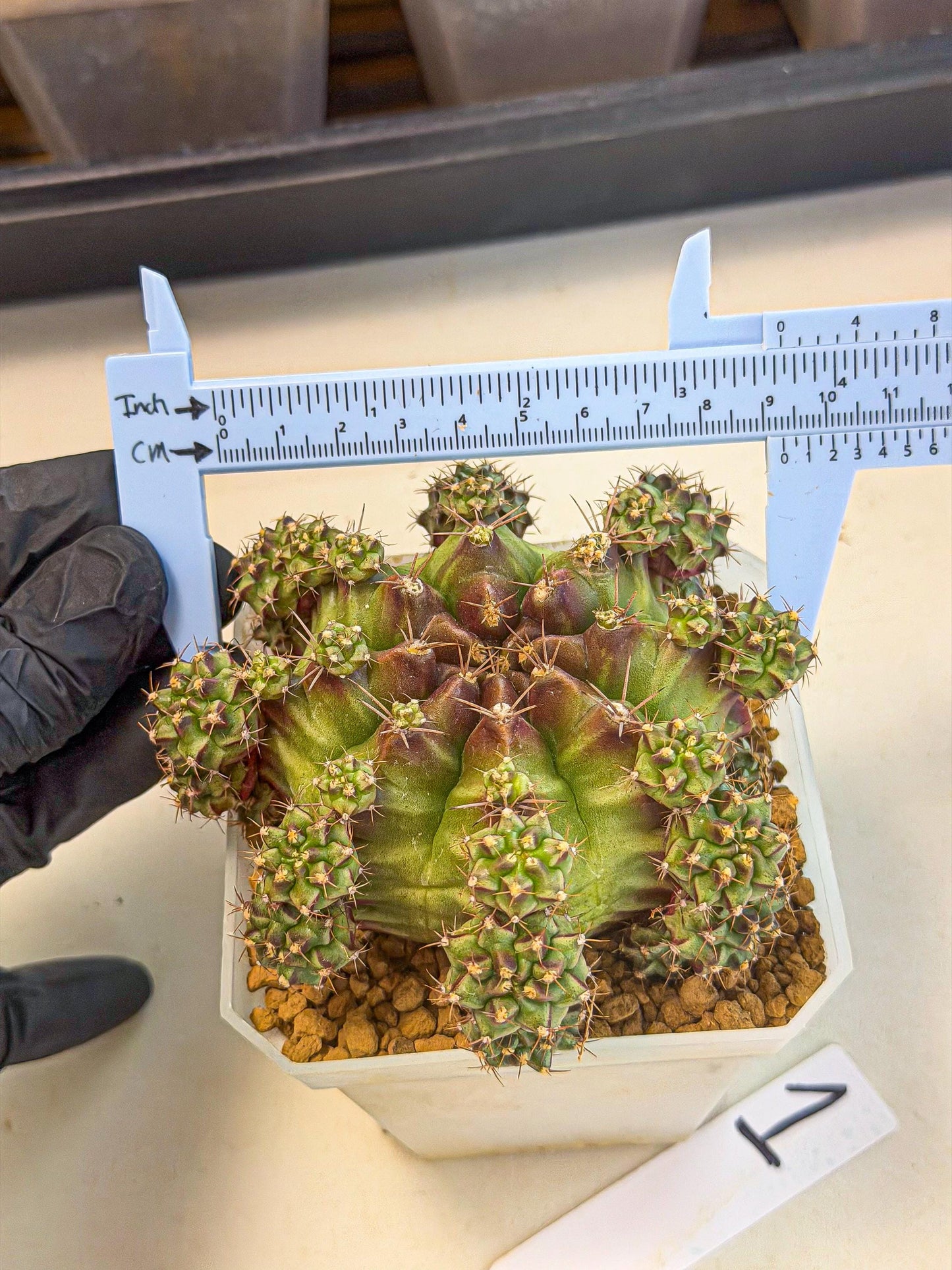 Gymnocalycium Sweet Green (#1) | Variegated cactus