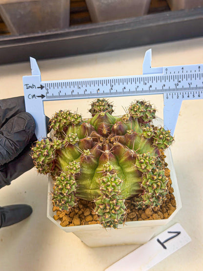 Gymnocalycium Sweet Green (#1) | Variegated cactus