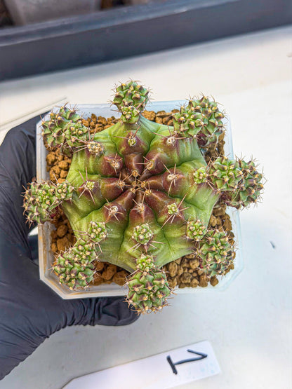 Gymnocalycium Sweet Green (#1) | Variegated cactus