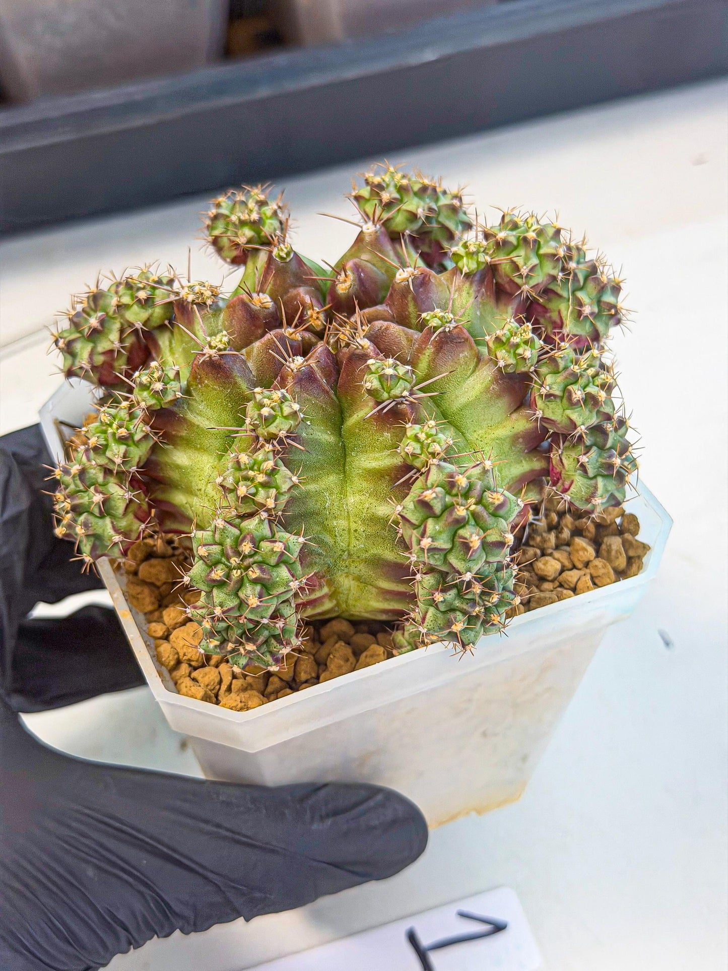 Gymnocalycium Sweet Green (#1) | Variegated cactus