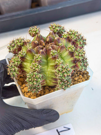 Gymnocalycium Sweet Green (#1) | Variegated cactus
