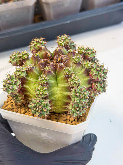 Gymnocalycium Sweet Green (#1) | Variegated cactus