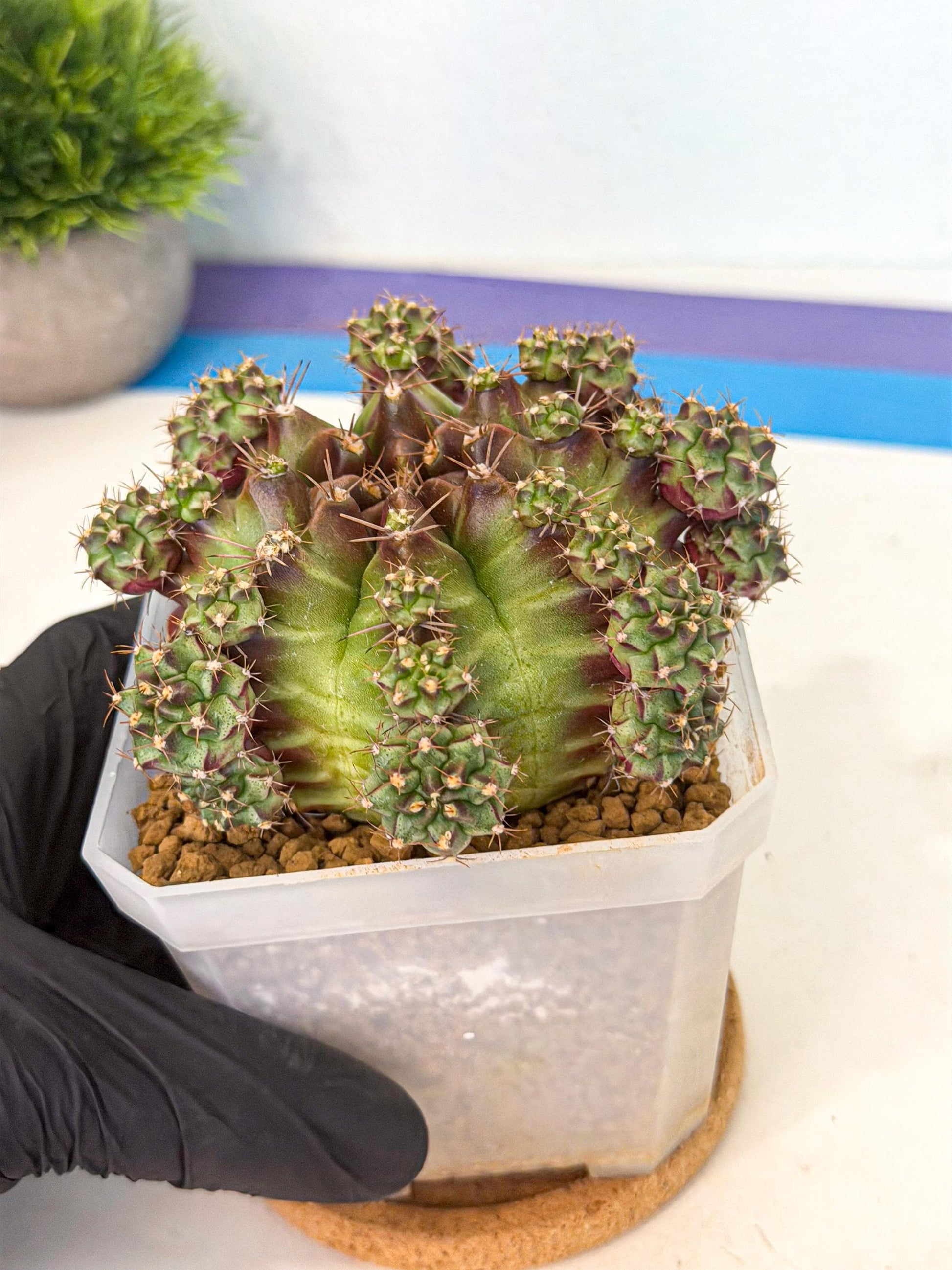 Gymnocalycium Sweet Green (#1) | Variegated cactus