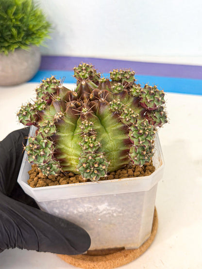 Gymnocalycium Sweet Green (#1) | Variegated cactus