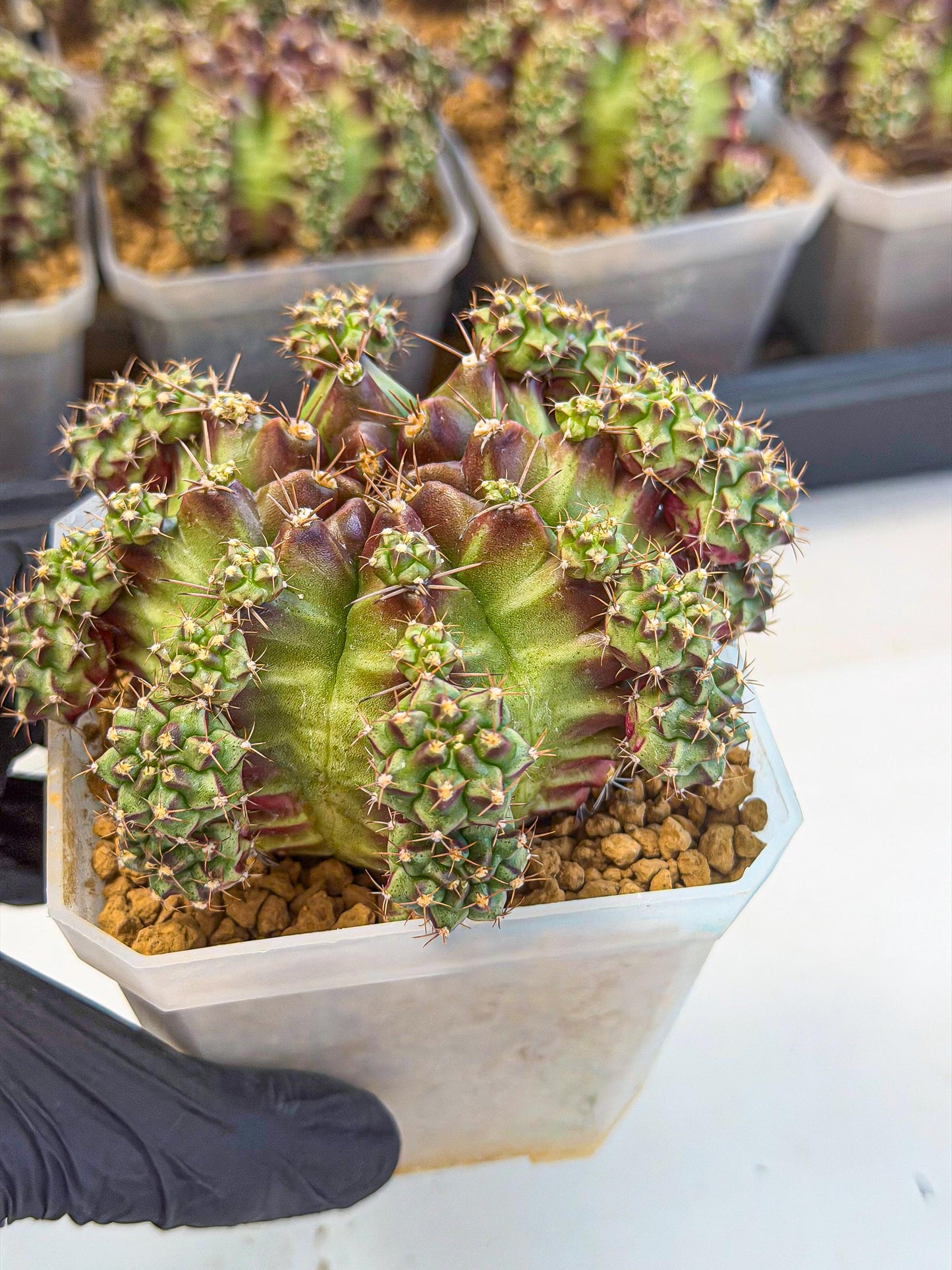 Gymnocalycium Sweet Green (#1) | Variegated cactus