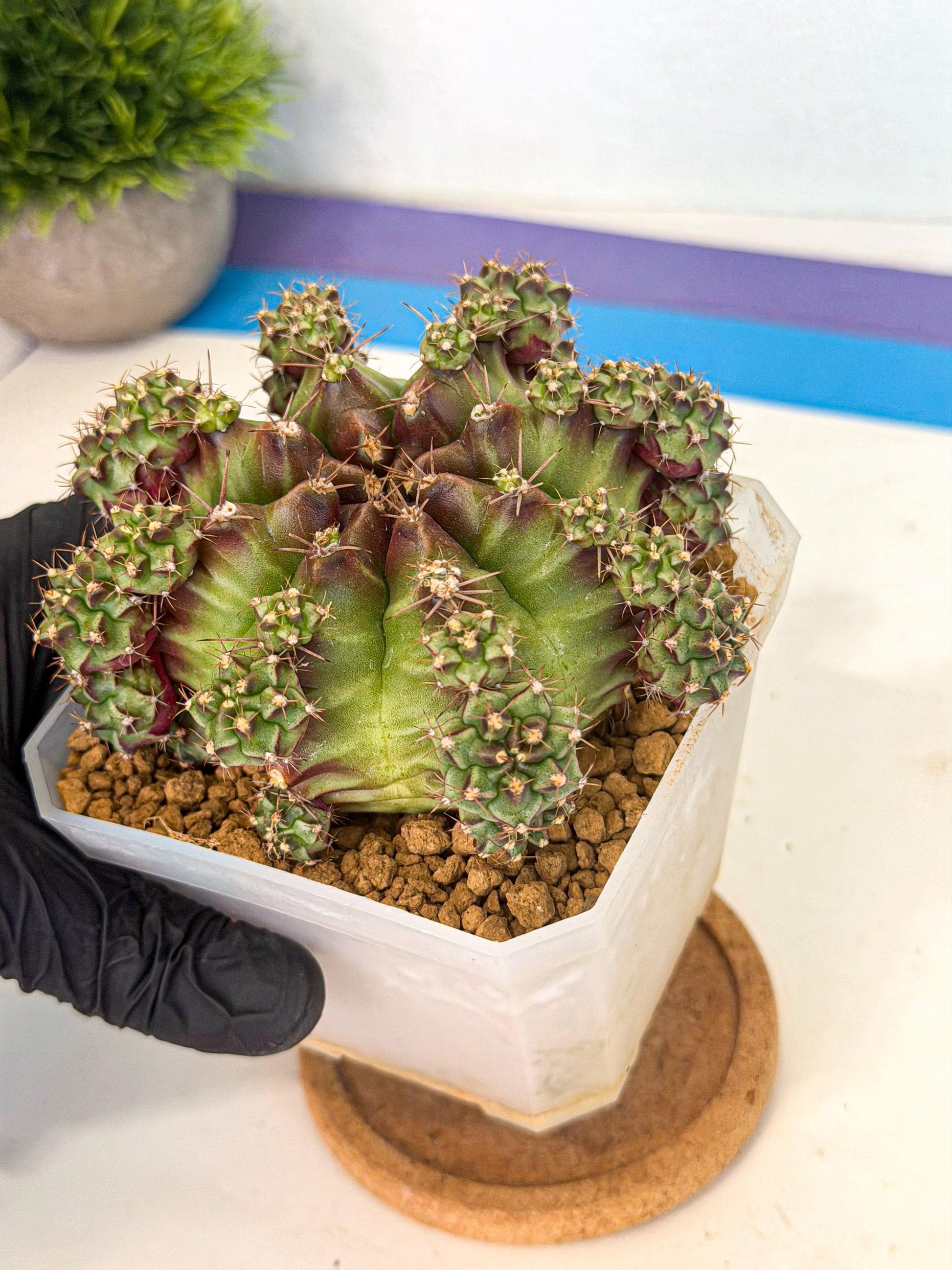 Gymnocalycium Sweet Green (#1) | Variegated cactus