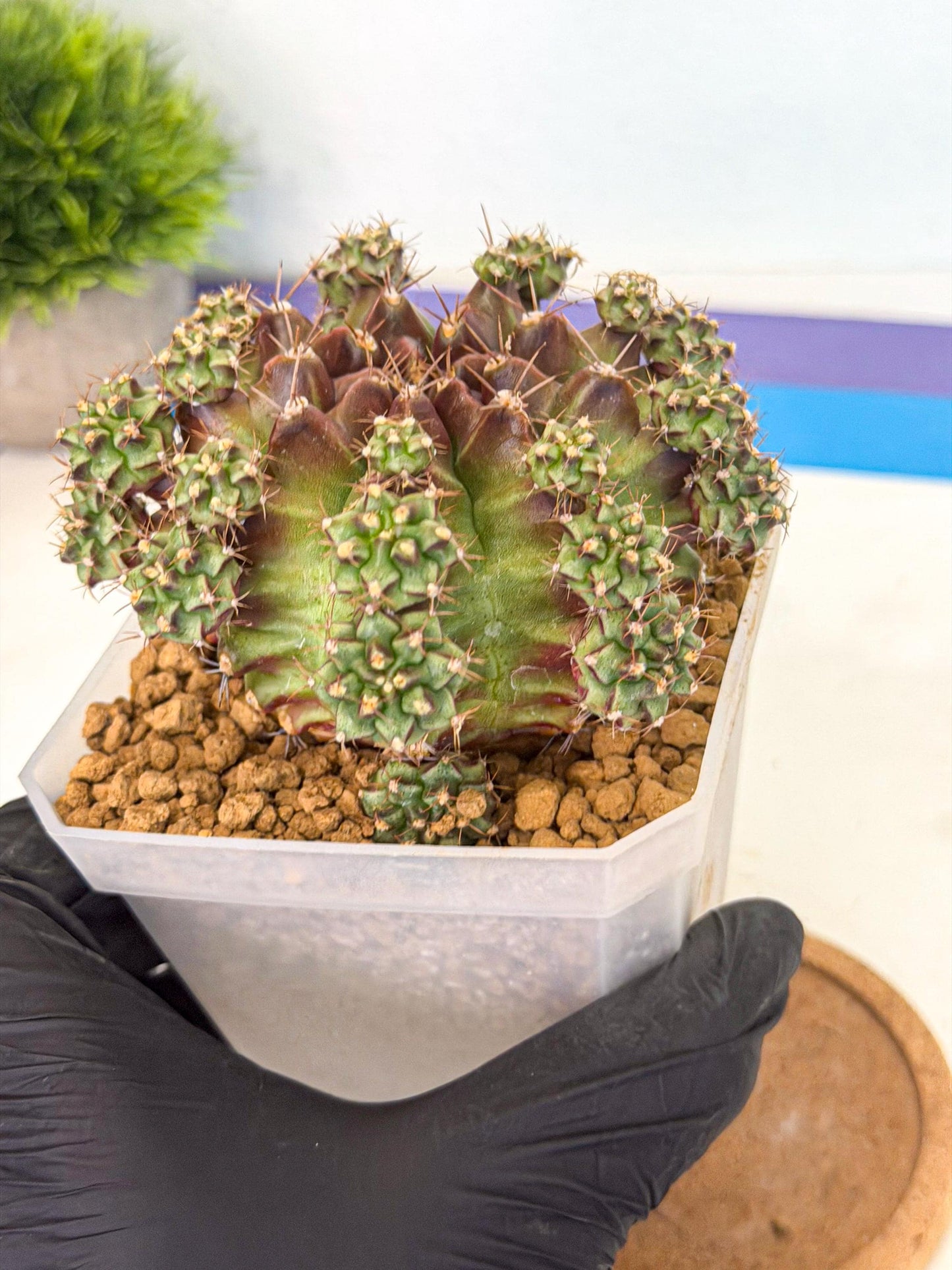 Gymnocalycium Sweet Green (#2) | Variegated cactus