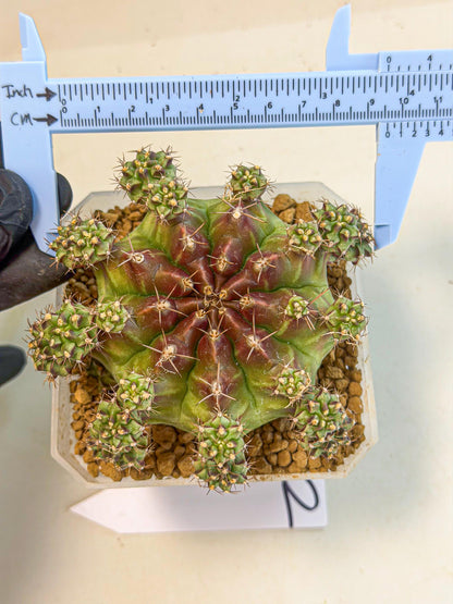 Gymnocalycium Sweet Green (#2) | Variegated cactus