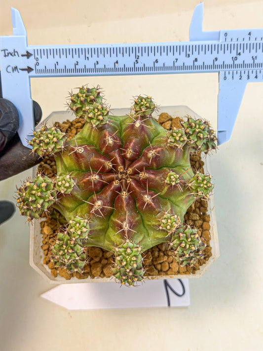 Gymnocalycium Sweet Green (#2) | Variegated cactus