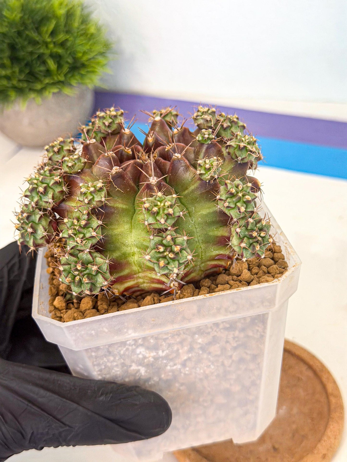 Gymnocalycium Sweet Green (#2) | Variegated cactus