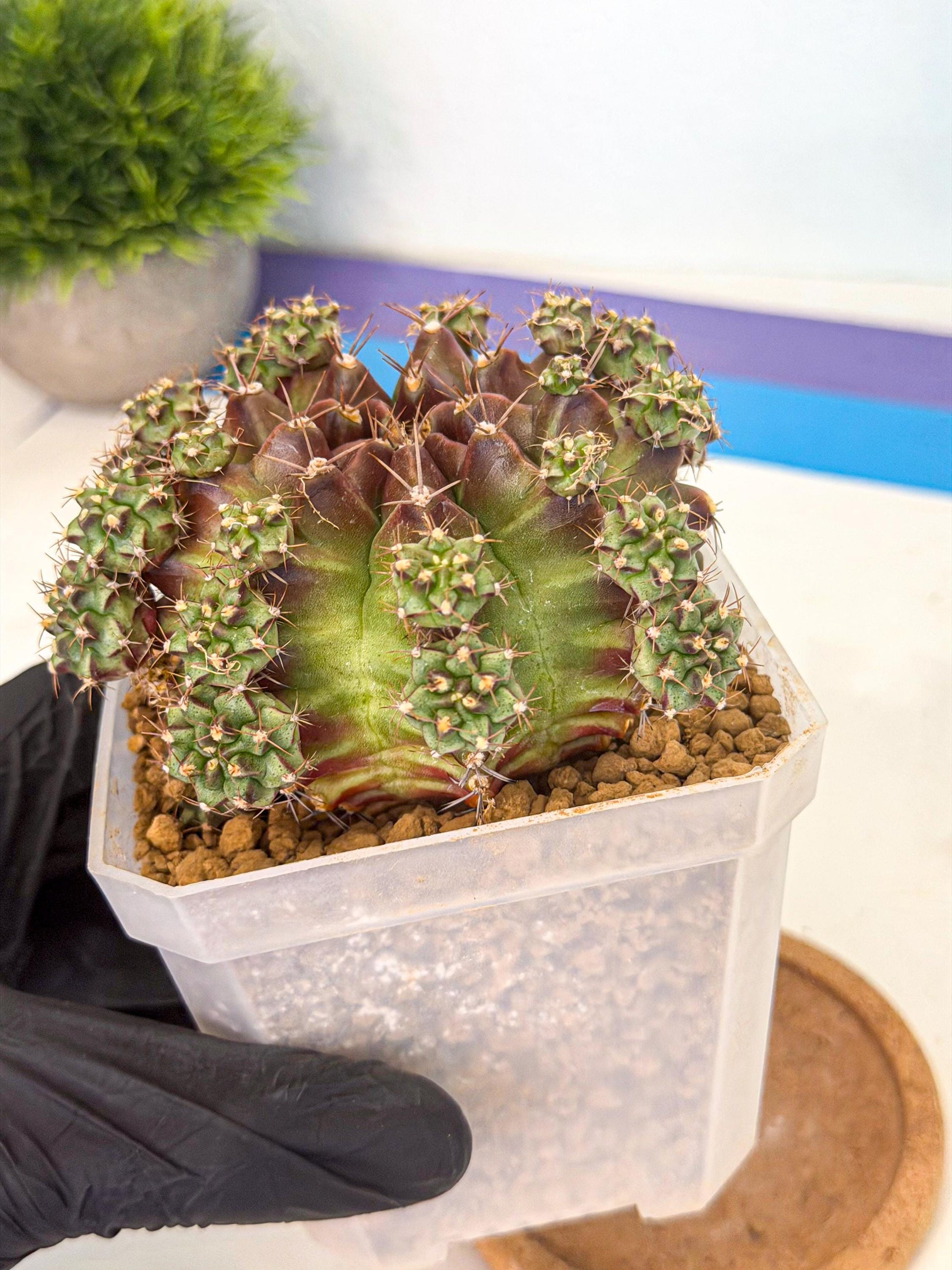 Gymnocalycium Sweet Green (#2) | Variegated cactus