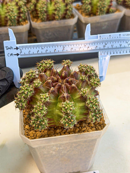 Gymnocalycium Sweet Green (#2) | Variegated cactus
