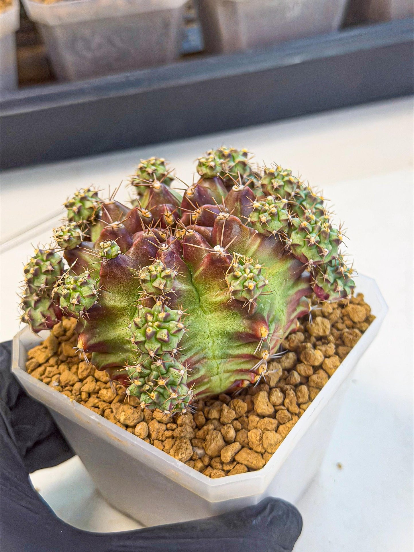 Gymnocalycium Sweet Green (#2) | Variegated cactus