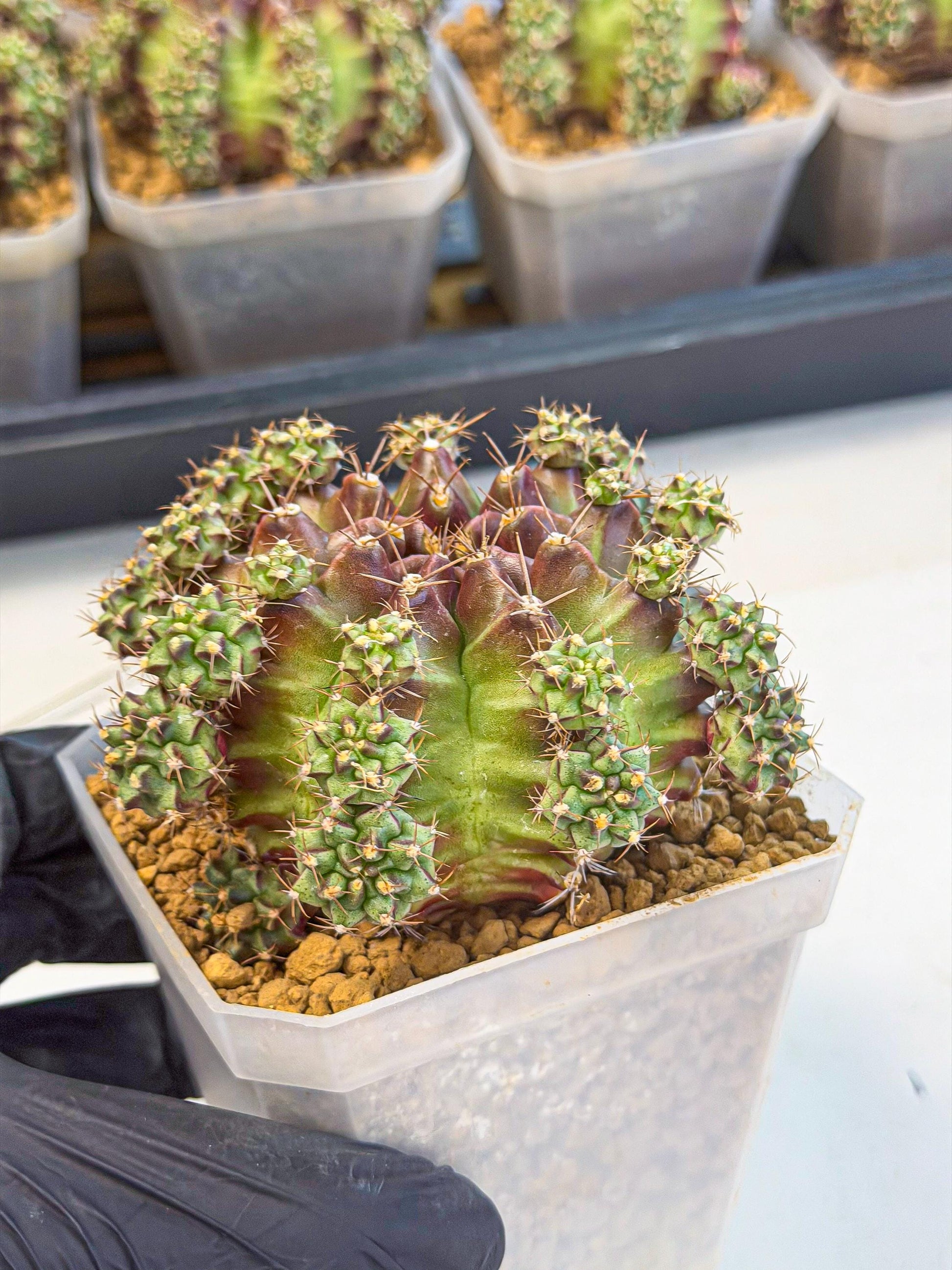 Gymnocalycium Sweet Green (#2) | Variegated cactus
