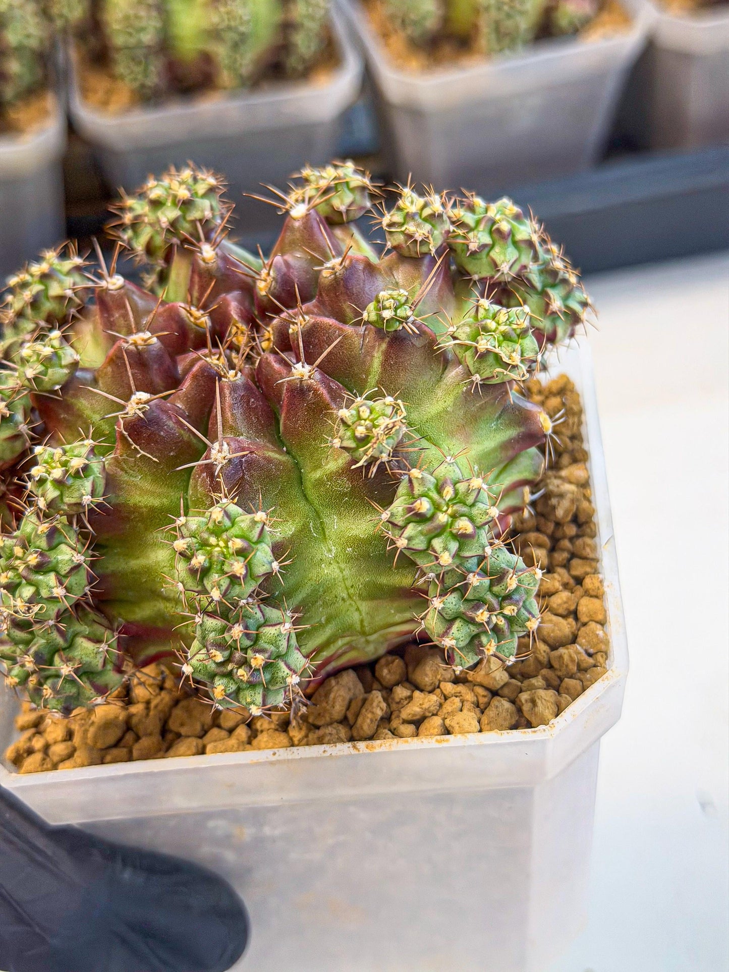Gymnocalycium Sweet Green (#2) | Variegated cactus