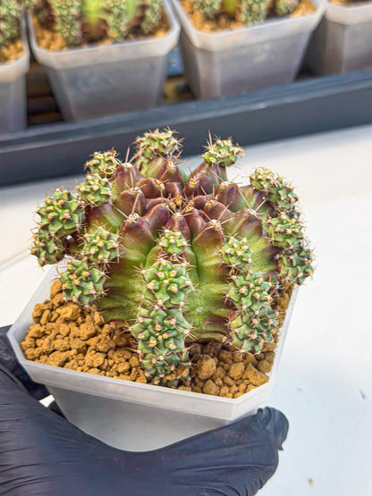 Gymnocalycium Sweet Green (#2) | Variegated cactus
