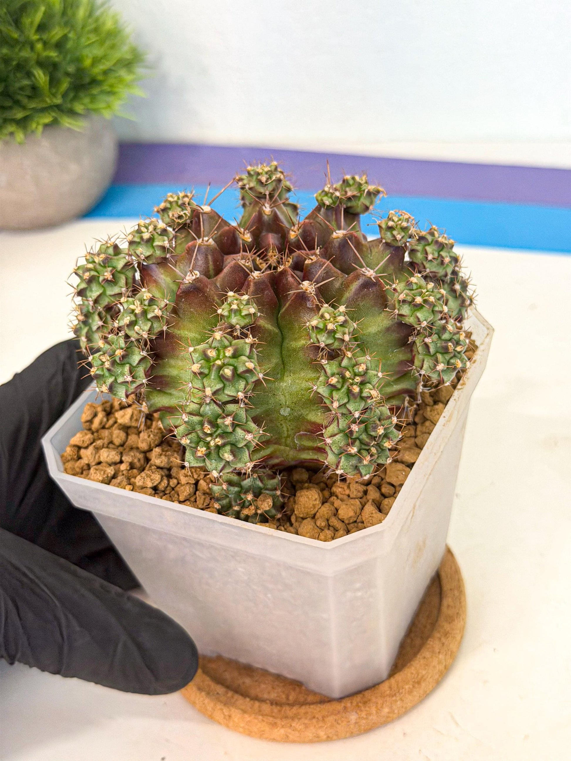 Gymnocalycium Sweet Green (#2) | Variegated cactus
