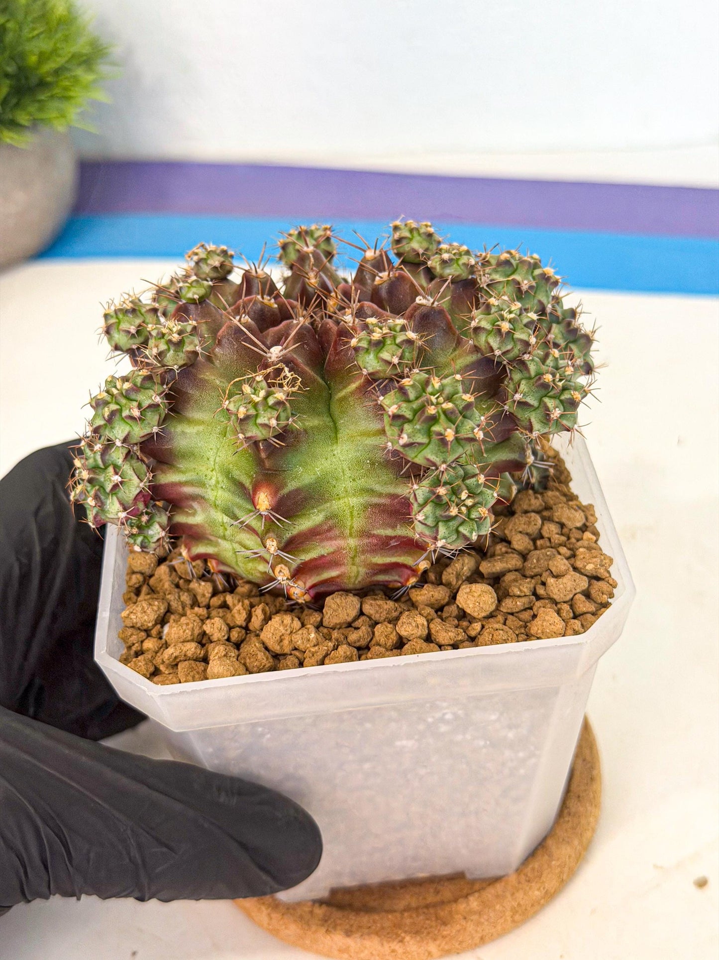 Gymnocalycium Sweet Green (#2) | Variegated cactus