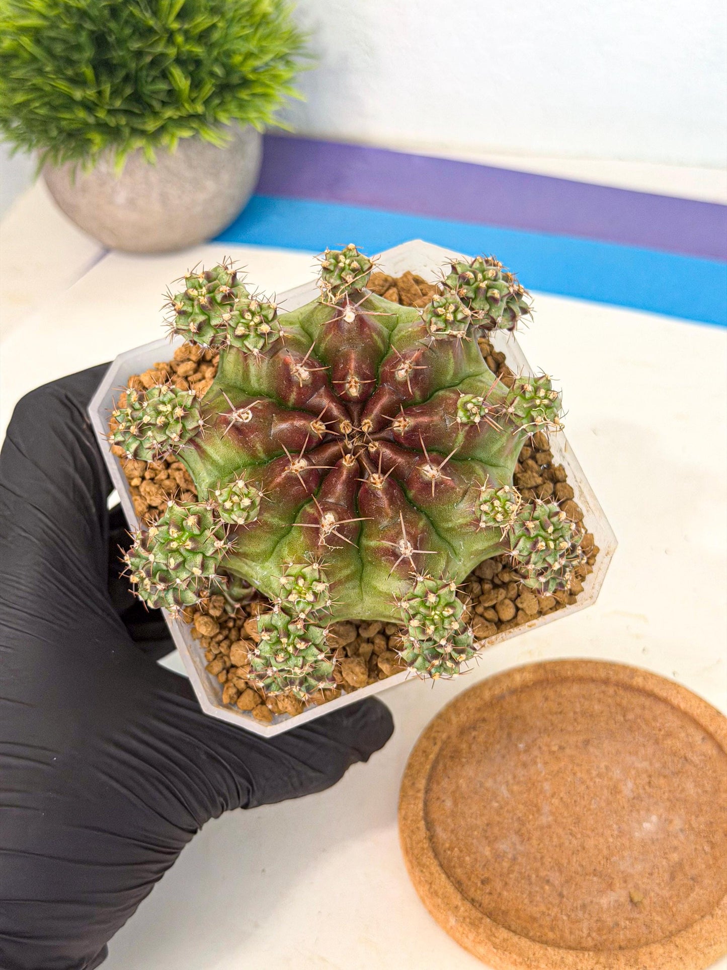 Gymnocalycium Sweet Green (#2) | Variegated cactus
