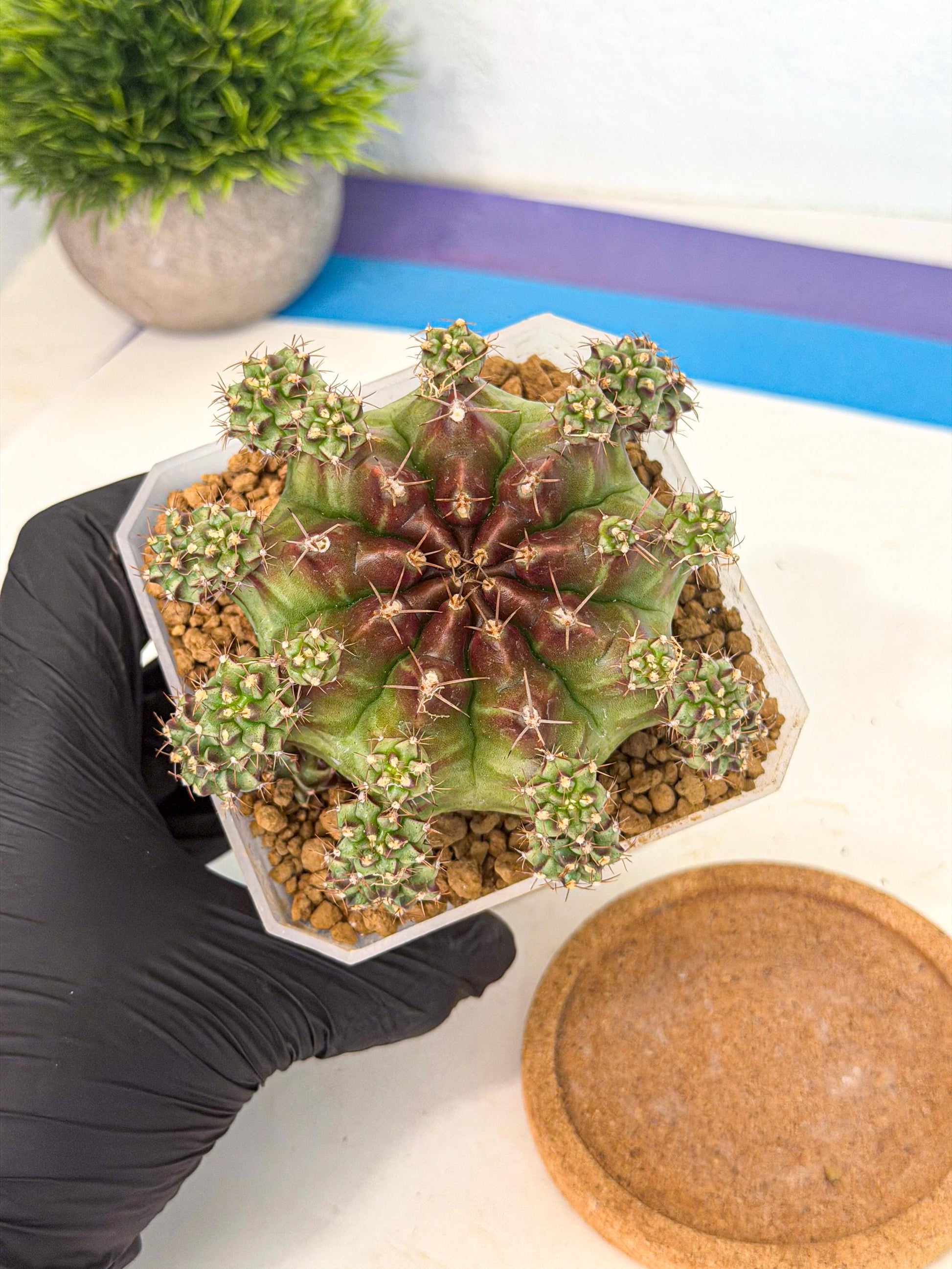 Gymnocalycium Sweet Green (#2) | Variegated cactus
