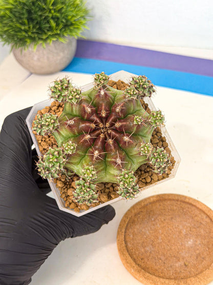 Gymnocalycium Sweet Green (#2) | Variegated cactus