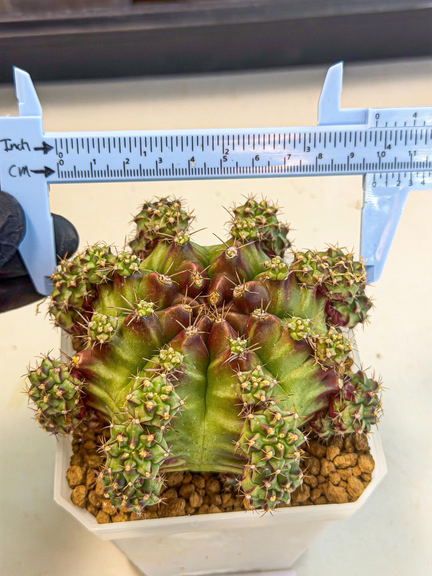 Gymnocalycium Sweet Green (#3) | Variegated cactus