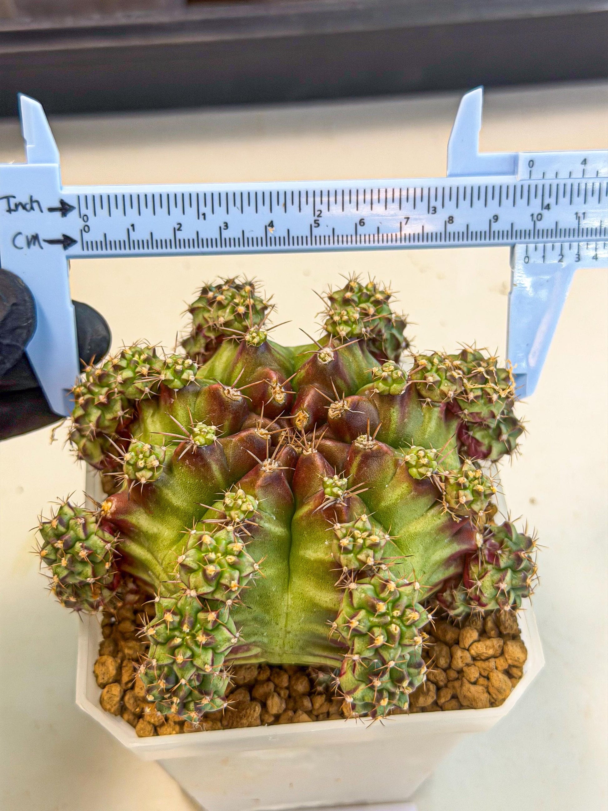 Gymnocalycium Sweet Green (#3) | Variegated cactus