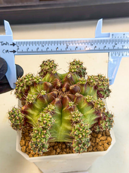 Gymnocalycium Sweet Green (#3) | Variegated cactus