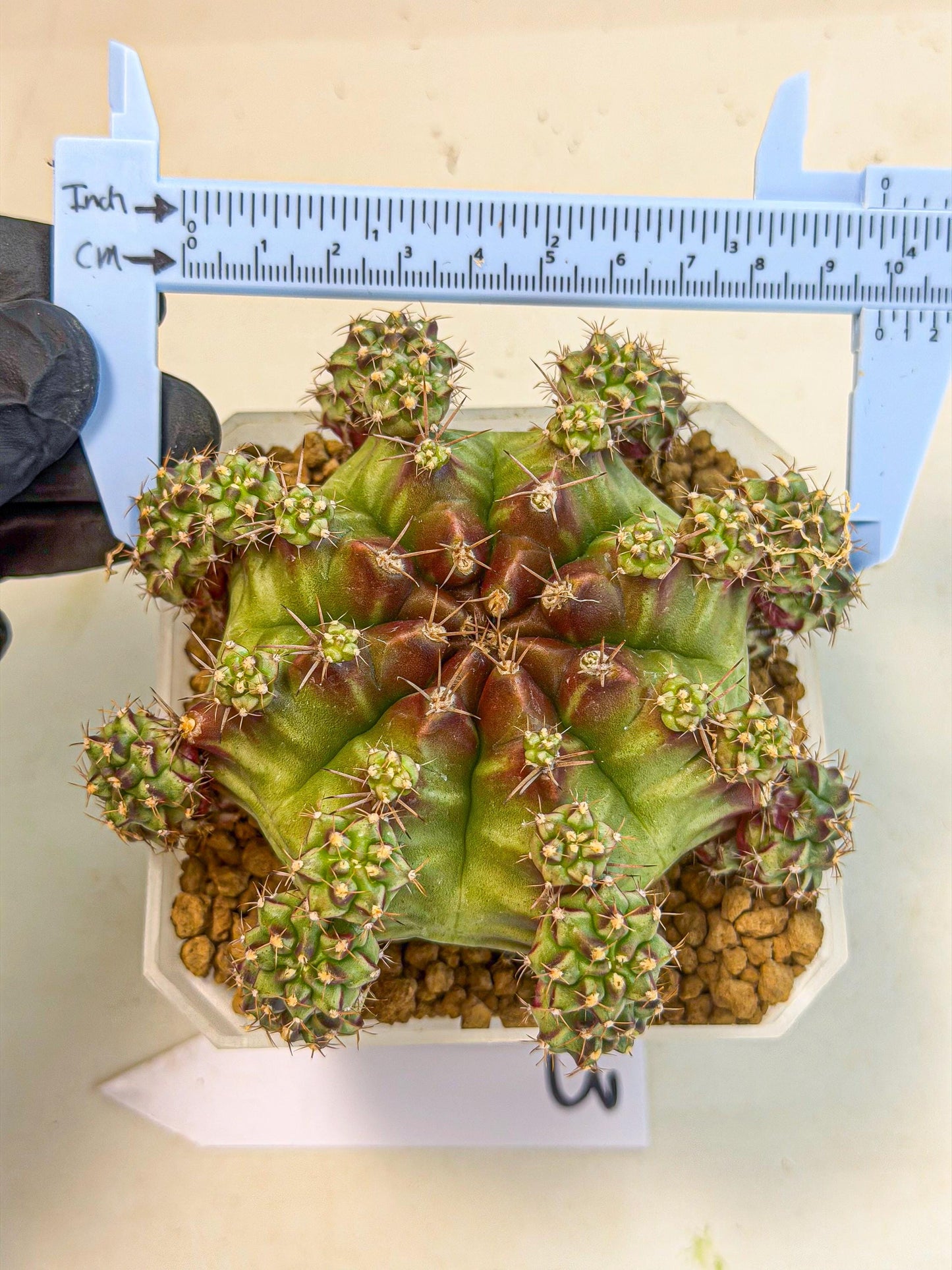Gymnocalycium Sweet Green (#3) | Variegated cactus