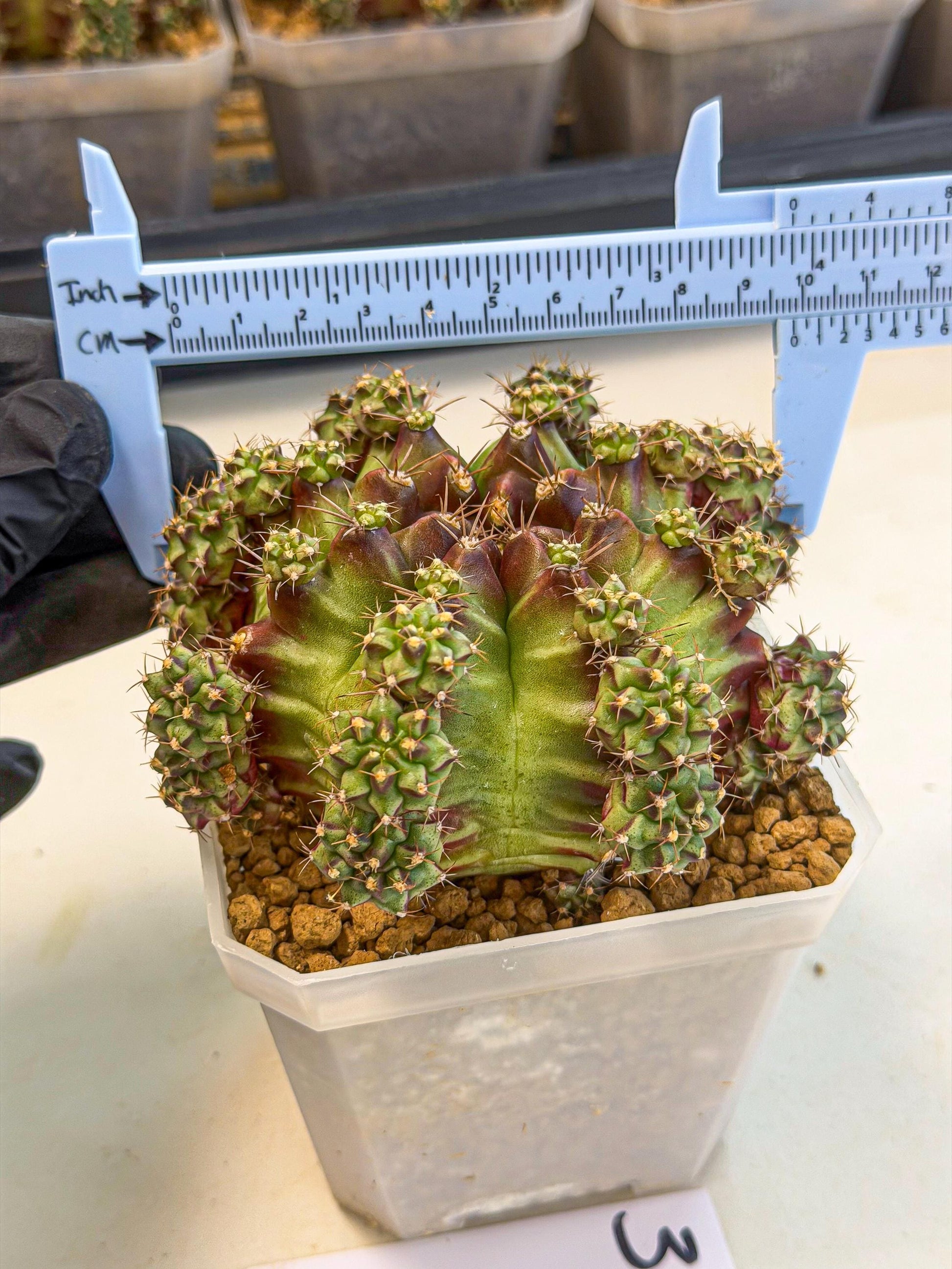 Gymnocalycium Sweet Green (#3) | Variegated cactus