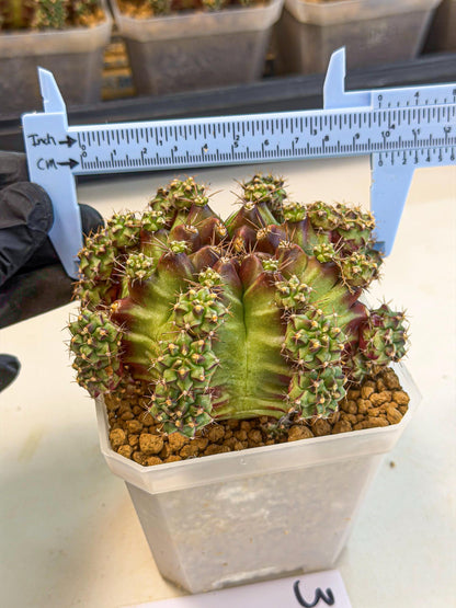 Gymnocalycium Sweet Green (#3) | Variegated cactus