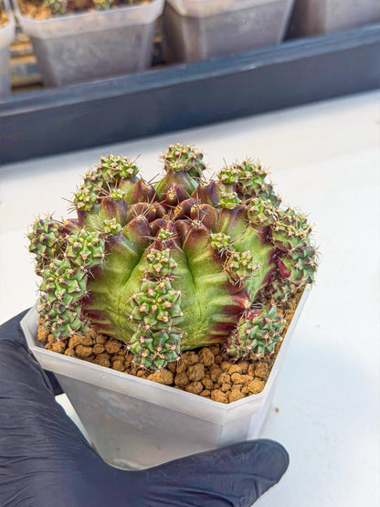 Gymnocalycium Sweet Green (#3) | Variegated cactus