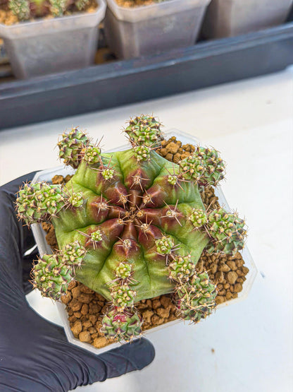 Gymnocalycium Sweet Green (#3) | Variegated cactus