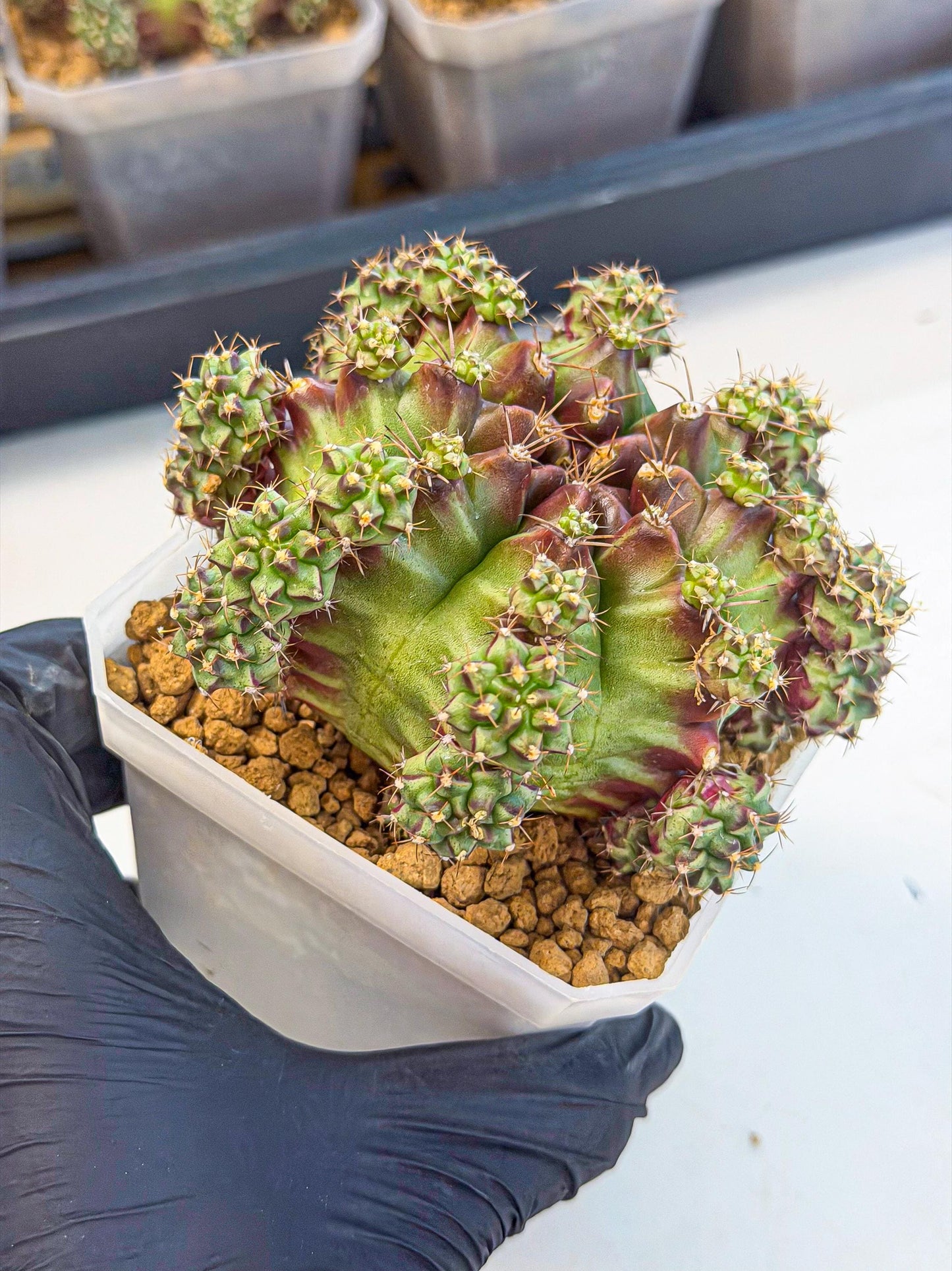Gymnocalycium Sweet Green (#3) | Variegated cactus