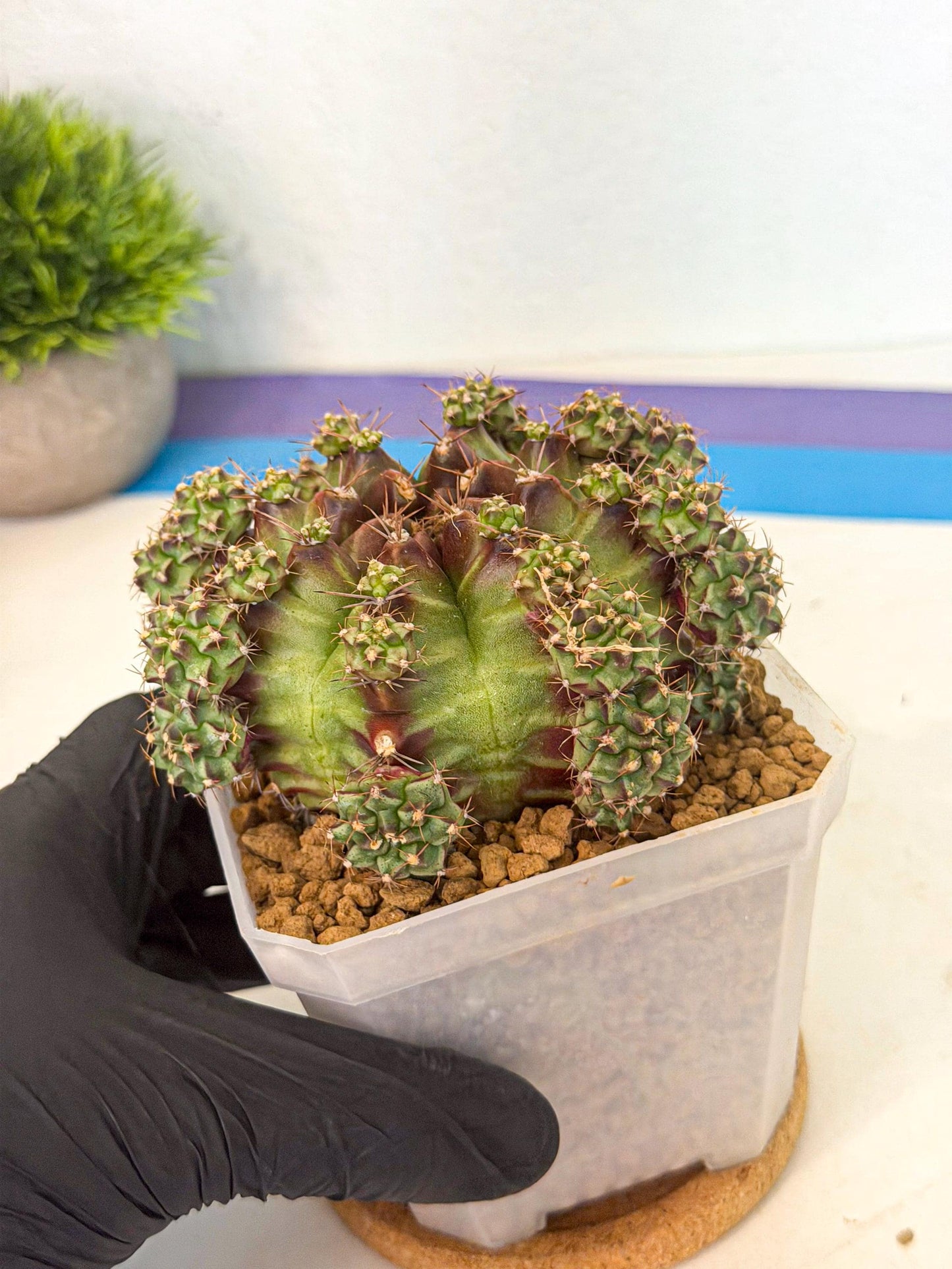 Gymnocalycium Sweet Green (#3) | Variegated cactus
