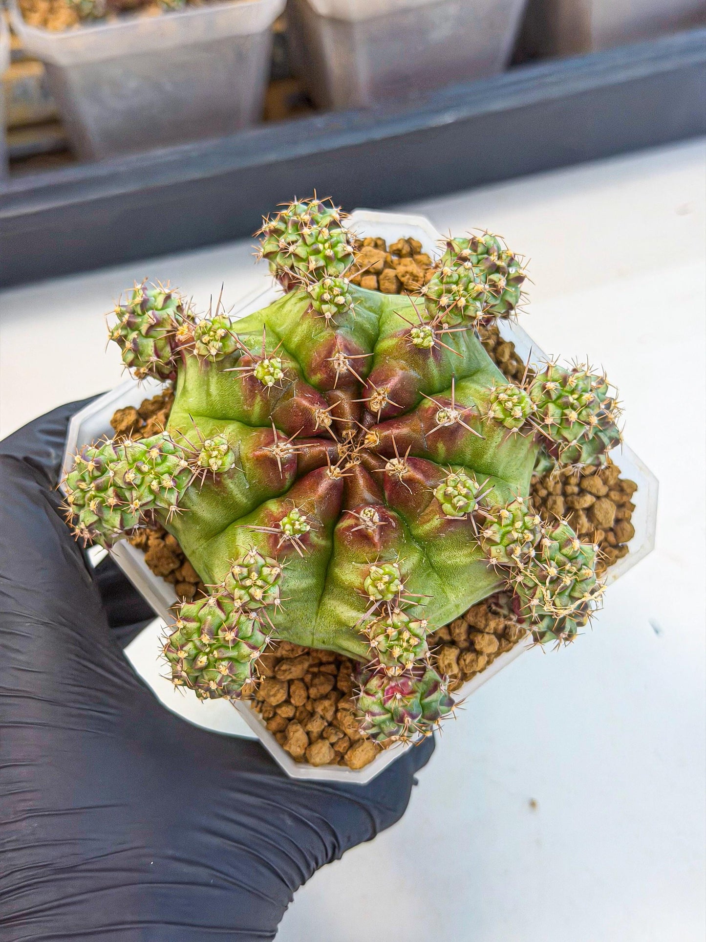 Gymnocalycium Sweet Green (#3) | Variegated cactus