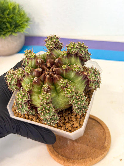 Gymnocalycium Sweet Green (#3) | Variegated cactus