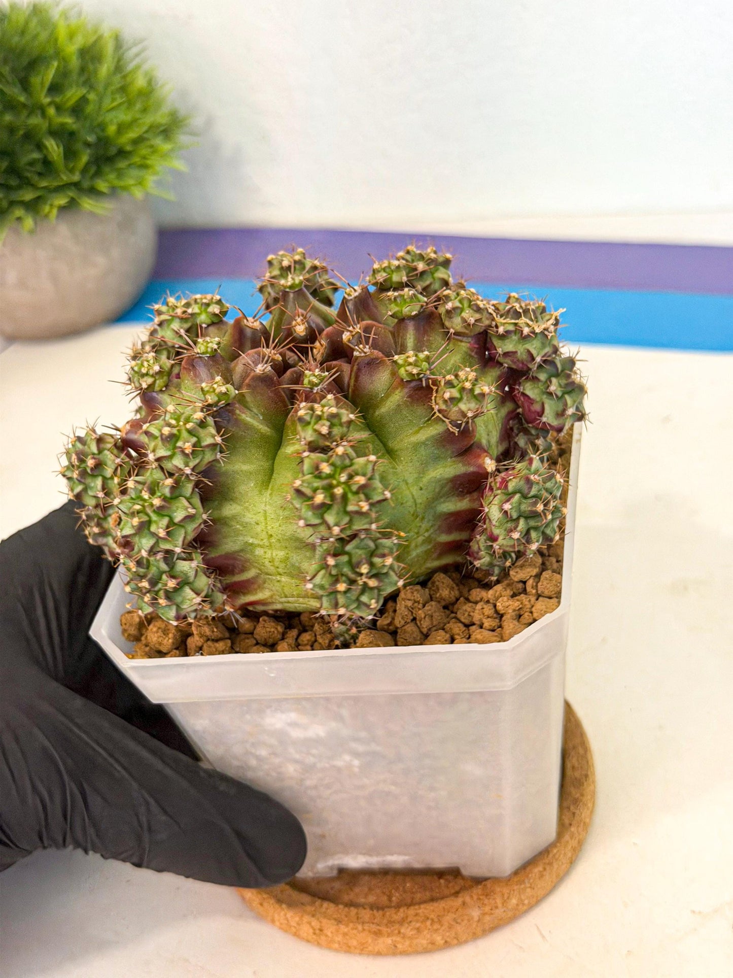 Gymnocalycium Sweet Green (#3) | Variegated cactus