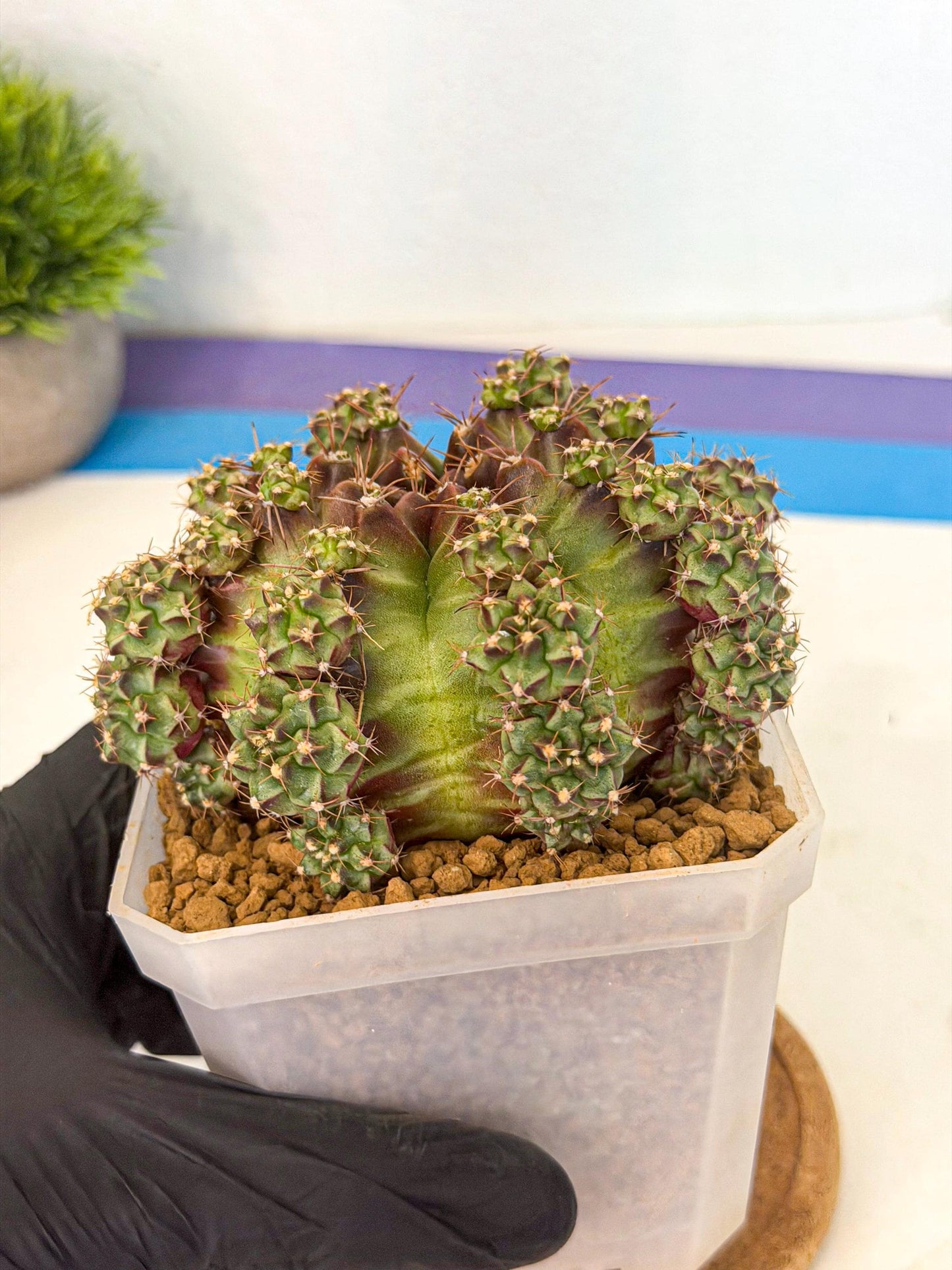 Gymnocalycium Sweet Green (#3) | Variegated cactus