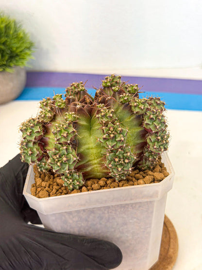 Gymnocalycium Sweet Green (#3) | Variegated cactus