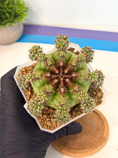 Gymnocalycium Sweet Green (#3) | Variegated cactus