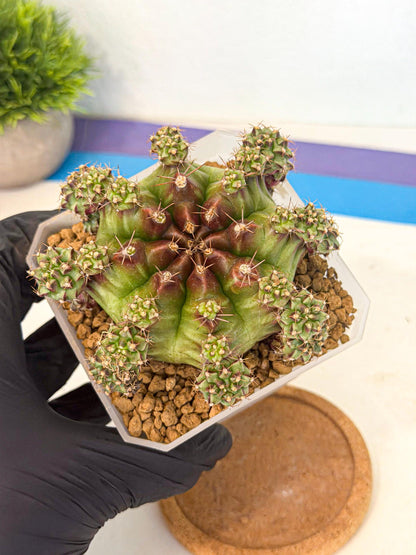 Gymnocalycium Sweet Green (#4) | Variegated cactus
