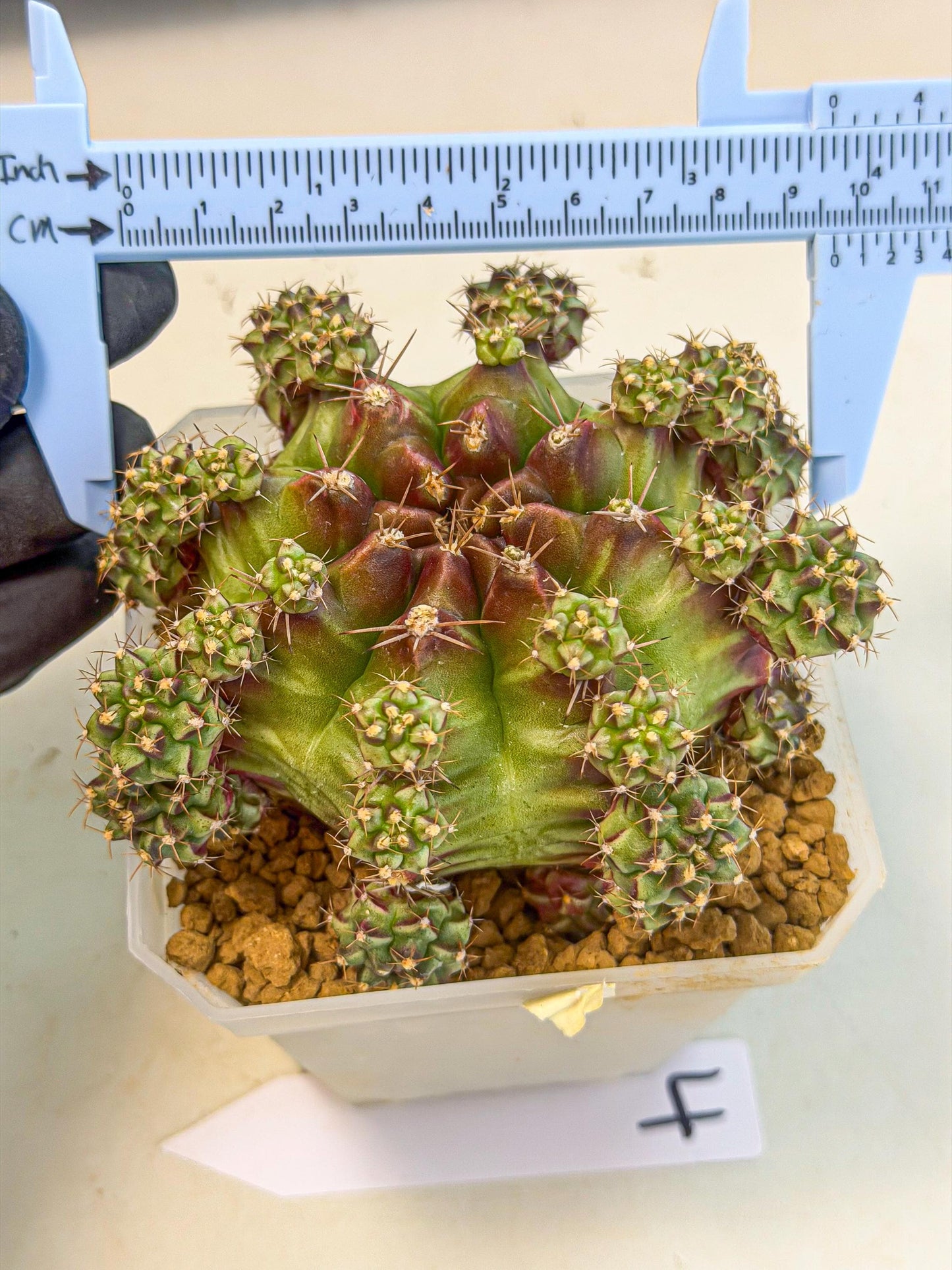 Gymnocalycium Sweet Green (#4) | Variegated cactus